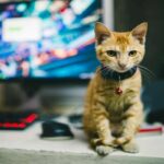 Gatto videogiochi